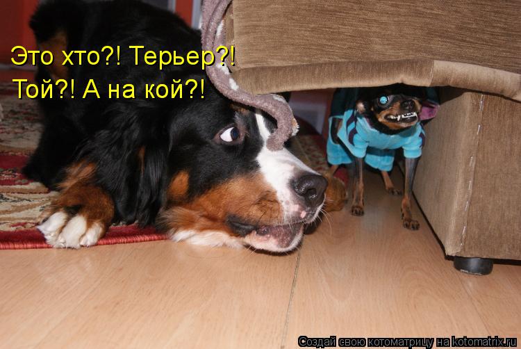 Это хто?! Терьер?! Той?! А на кой?! Той?! А на кой?!... Котоматрица: Это хто?! Терьер?! Той?! А на кой?! Той?! А на кой?!
