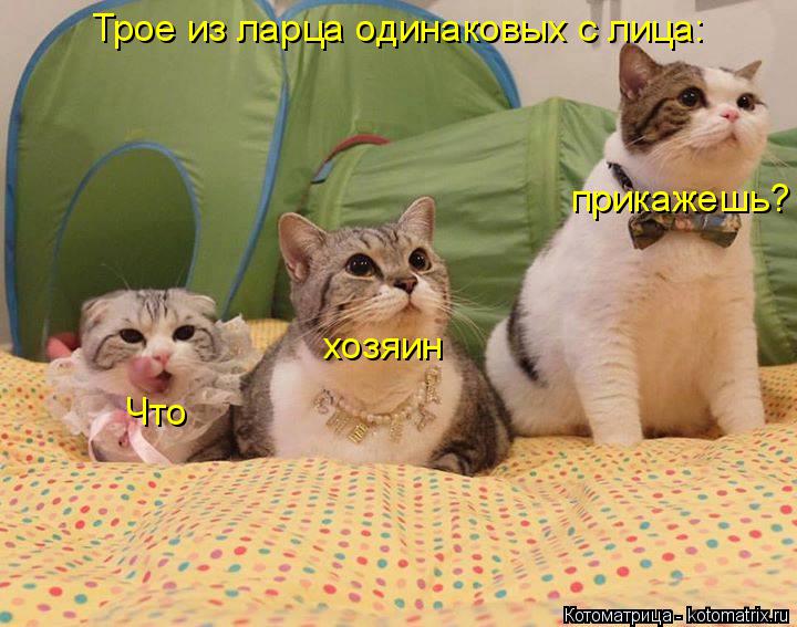 Трое из ларца одинаковых с лица: Что хозяин прикажешь?... Котоматрица: Трое из ларца одинаковых с лица: Что хозяин прикажешь?