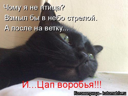 Чому я не птица? Взмыл бы в небо стрелой. А после на ветку... И...Цап воробья!!!... Котоматрица: Чому я не птица? Взмыл бы в небо стрелой. А после на ветку... И...Цап воробья!!!