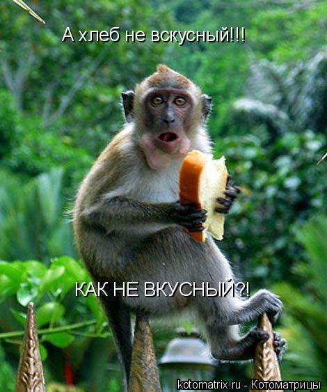 А хлеб не вскусный!!! КАК НЕ ВКУСНЫЙ?!... Котоматрица: А хлеб не вскусный!!! КАК НЕ ВКУСНЫЙ?!