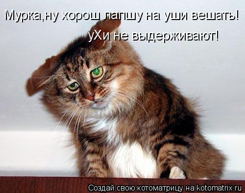 Мурка,ну хорош лапшу на уши вешать! уХи не выдерживают!... Котоматрица: Мурка,ну хорош лапшу на уши вешать! уХи не выдерживают!