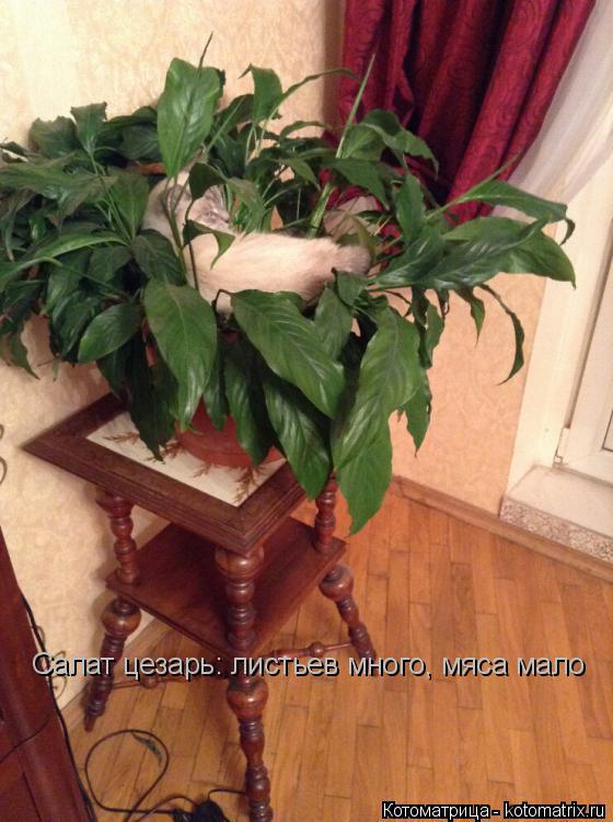 Салат цезарь: листьев много, мяса мало... Котоматрица: Салат цезарь: листьев много, мяса мало