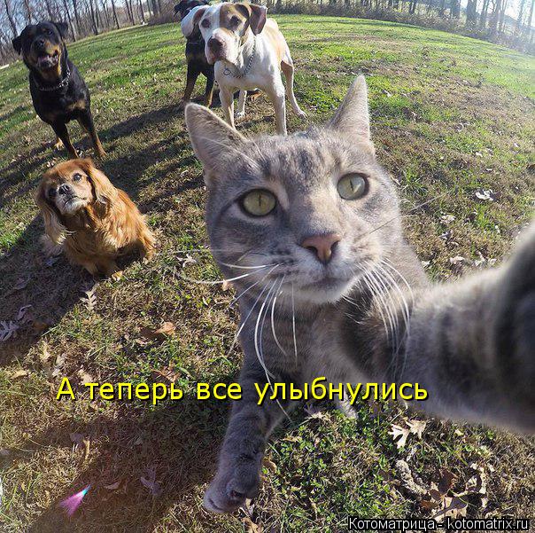 А теперь все улыбнулись... Котоматрица: А теперь все улыбнулись