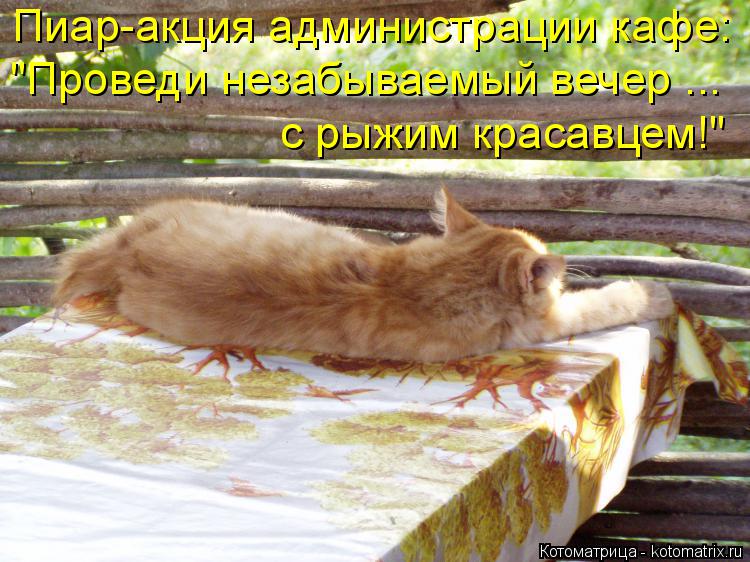 Пиар-акция администрации кафе: "Проведи незабываемый вечер ... с рыжим красавцем!"... Котоматрица: Пиар-акция администрации кафе: "Проведи незабываемый вечер ... с рыжим красавцем!"