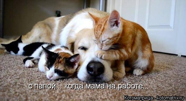 с папой... когда мама на работе...... Котоматрица: с папой... когда мама на работе...