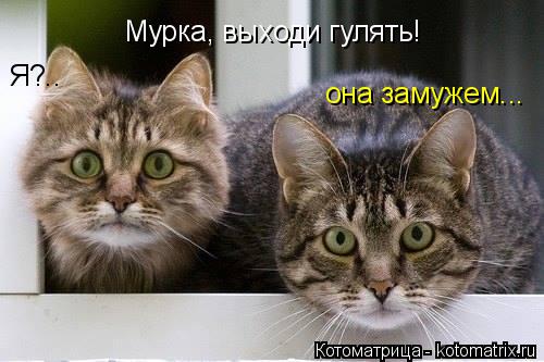 Мурка, выходи гулять! Я?.. она замужем...... Котоматрица: Мурка, выходи гулять! Я?.. она замужем...