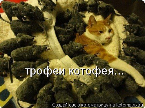 трофеи котофея...... Котоматрица: трофеи котофея...
