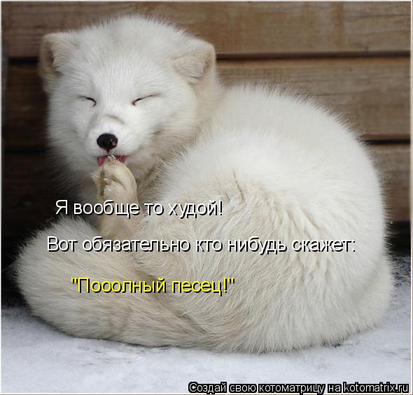 Вот обязательно кто нибудь скажет: "Пооолный песец!" Я вообще то худой!... Котоматрица: Вот обязательно кто нибудь скажет: "Пооолный песец!" Я вообще то худой!