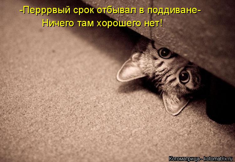 -Перррвый срок отбывал в поддиване- Ничего там хорошего нет!... Котоматрица: -Перррвый срок отбывал в поддиване- Ничего там хорошего нет!
