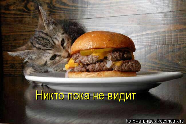 Никто пока не видит... Котоматрица: Никто пока не видит