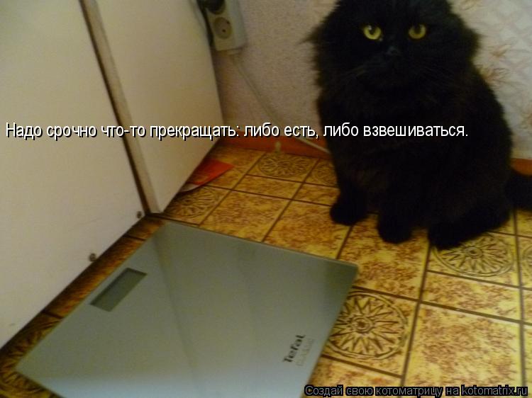 Надо срочно что-то прекращать: либо есть, либо взвешиваться.... Котоматрица: Надо срочно что-то прекращать: либо есть, либо взвешиваться.