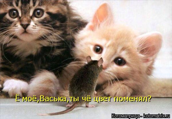 Ё моё,Васька,ты чё цвет поменял?... Котоматрица: Ё моё,Васька,ты чё цвет поменял?