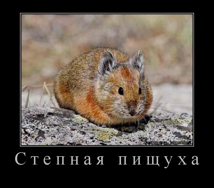 Котоматрица: Степная пищуха 
