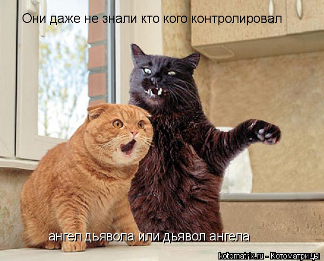 Они даже не знали кто кого контролировал ангел дьявола или дьявол ангела... Котоматрица: Они даже не знали кто кого контролировал ангел дьявола или дьявол ангела