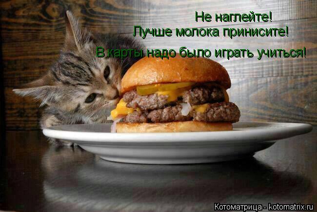 Не наглейте! Лучше молока принисите! В карты надо было играть учиться!... Котоматрица: Не наглейте! Лучше молока принисите! В карты надо было играть учиться!