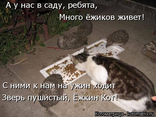 Котоматрица: А у нас в саду, ребята, Много ёжиков живет! С ними к нам на ужин ходит Зверь пушистый, Ёжкин Кот!