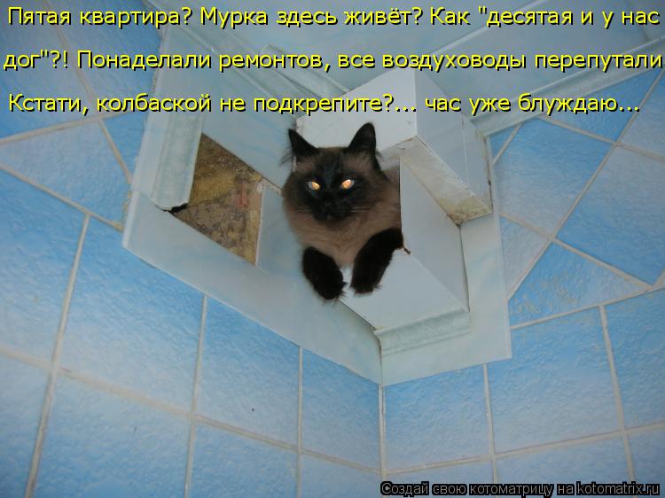 Пятая квартира? Мурка здесь живёт? Как "десятая и у нас дог"?! Понаделали ремонтов, все воздуховоды ... Котоматрица: Пятая квартира? Мурка здесь живёт? Как "десятая и у нас дог"?! Понаделали ремонтов, все воздуховоды перепутали! Кстати, колбаской не подкрепи