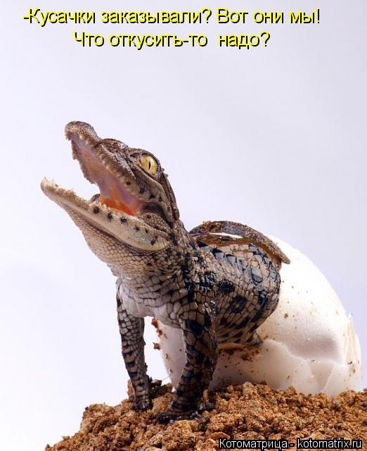 -Кусачки заказывали? Вот они мы! Что откусить-то надо?... Котоматрица: -Кусачки заказывали? Вот они мы! Что откусить-то надо?