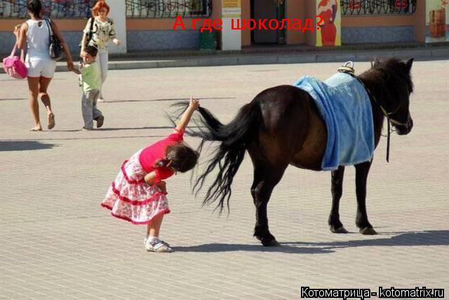 А где шоколад?... Котоматрица: А где шоколад?