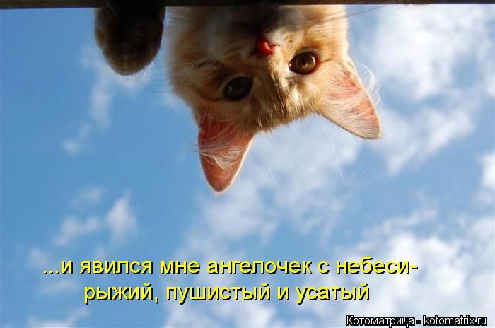...и явился мне ангелочек с небеси- рыжий, пушистый и усатый... Котоматрица: ...и явился мне ангелочек с небеси- рыжий, пушистый и усатый