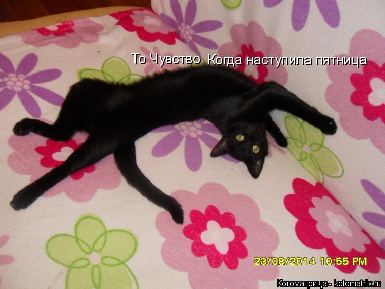 То Чувство Когда наступила пятница... Котоматрица: То Чувство Когда наступила пятница