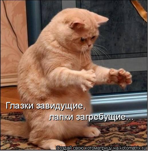 Глазки завидущие, лапки загребущие...... Котоматрица: Глазки завидущие, лапки загребущие...