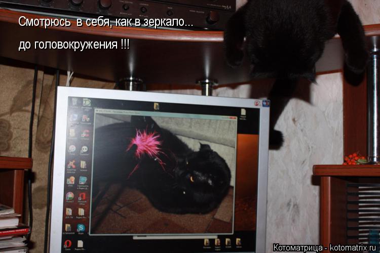 Котоматрица: Смотрюсь  в себя, как в зеркало... до головокружения !!! до головокружения !!!