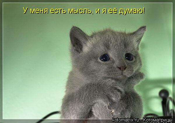 У меня есть мысль, и я её думаю!... Котоматрица: У меня есть мысль, и я её думаю!
