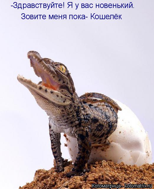-Здравствуйте! Я у вас новенький. Зовите меня пока- Кошелёк... Котоматрица: -Здравствуйте! Я у вас новенький. Зовите меня пока- Кошелёк
