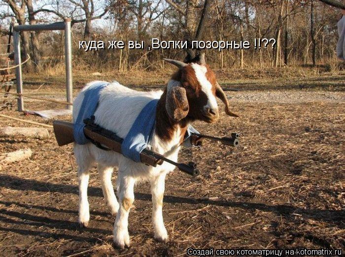 куда же вы ,Волки позорные !!??... Котоматрица: куда же вы ,Волки позорные !!??