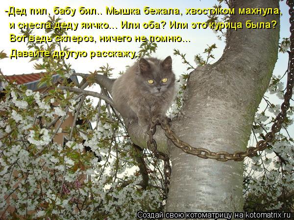 -Дед пил, бабу бил.. Мышка бежала, хвостиком махнула, и снесла деду яичко... Или оба? Или это курица ... Котоматрица: -Дед пил, бабу бил.. Мышка бежала, хвостиком махнула, и снесла деду яичко... Или оба? Или это курица была? Вот ведь склероз, ничего не помню... Да