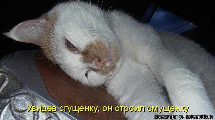 Увидев сгущенку, он строил смущенку... Котоматрица: Увидев сгущенку, он строил смущенку