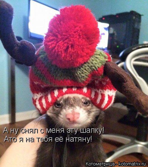 А ну снял с меня эту шапку! Ато я на тебя её натяну!... Котоматрица: А ну снял с меня эту шапку! Ато я на тебя её натяну!
