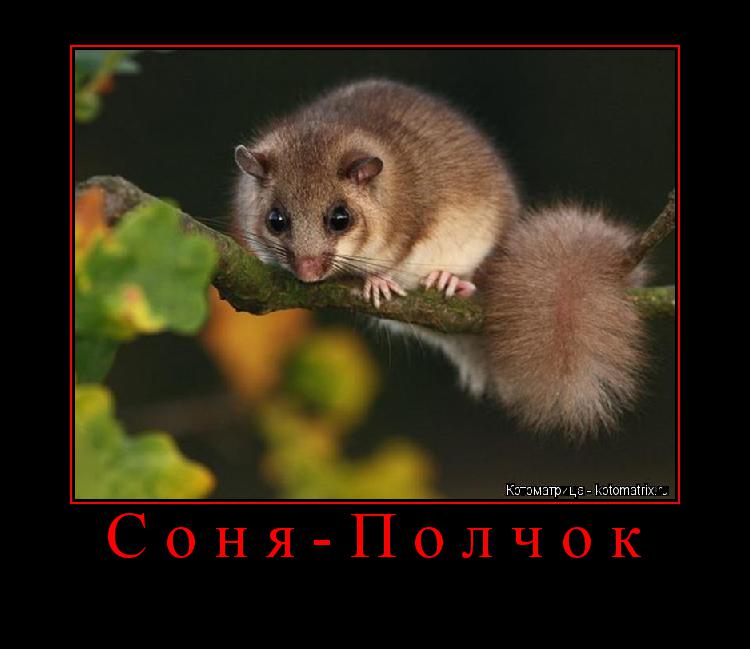 Соня-Полчок ... Котоматрица: Соня-Полчок