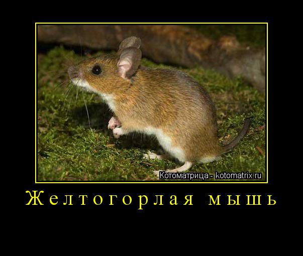Желтогорлая мышь ... Котоматрица: Желтогорлая мышь
