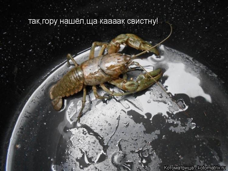 так,гору нашёл,ща каааак свистну!... Котоматрица: так,гору нашёл,ща каааак свистну!