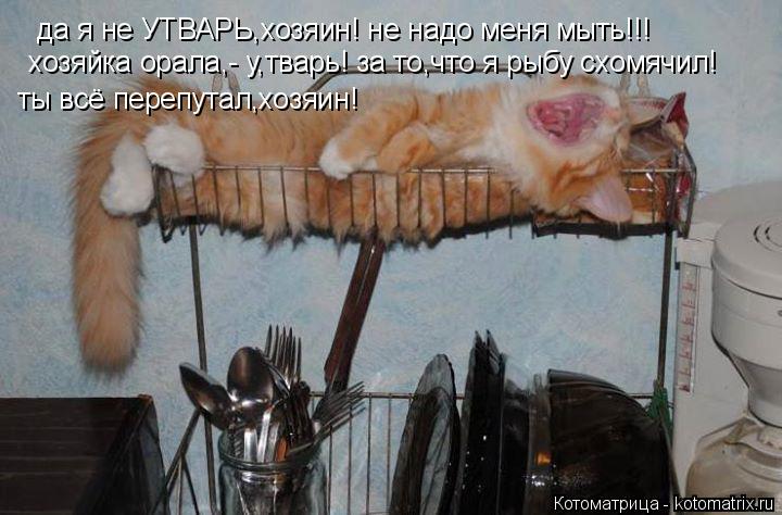 да я не УТВАРЬ,хозяин! не надо меня мыть!!! хозяйка орала,- у,тварь! за то,что я рыбу схомячил! ты вс... Котоматрица: да я не УТВАРЬ,хозяин! не надо меня мыть!!! хозяйка орала,- у,тварь! за то,что я рыбу схомячил! ты всё перепутал,хозяин!