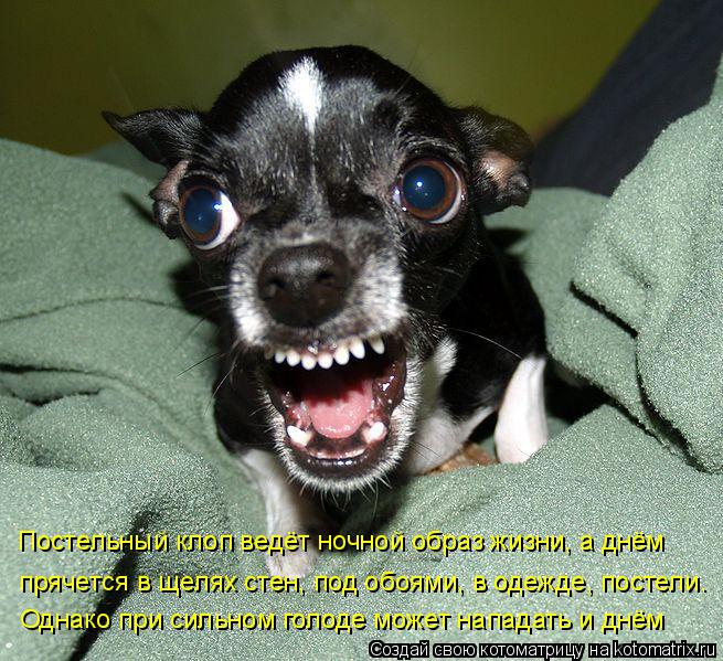 Постельный клоп ведёт ночной образ жизни, а днём прячется в щелях стен, под обоями, в одежде, постел... Котоматрица: Постельный клоп ведёт ночной образ жизни, а днём прячется в щелях стен, под обоями, в одежде, постели. Однако при сильном голоде может напад