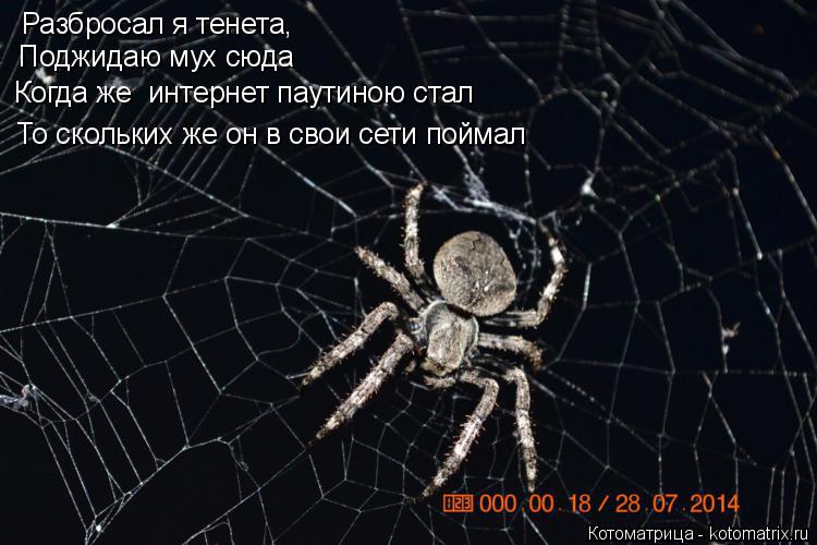 Разбросал я тенета, Поджидаю мух сюда Когда же интернет паутиною стал То скольких же он в свои сети ... Котоматрица: Разбросал я тенета, Поджидаю мух сюда Когда же интернет паутиною стал То скольких же он в свои сети поймал