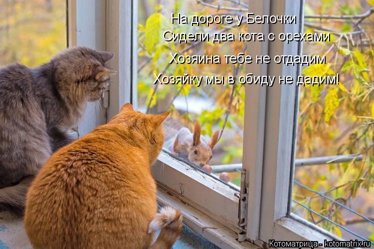 Котоматрица: На дороге у Белочки  Сидели два кота с орехами Хозяина тебе не отдадим Хозяйку мы в обиду не дадим!
