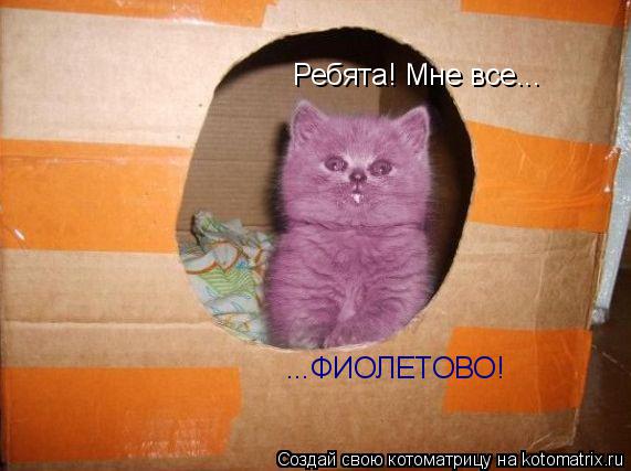 Ребята! Мне все... ...ФИОЛЕТОВО!... Котоматрица: Ребята! Мне все... ...ФИОЛЕТОВО!