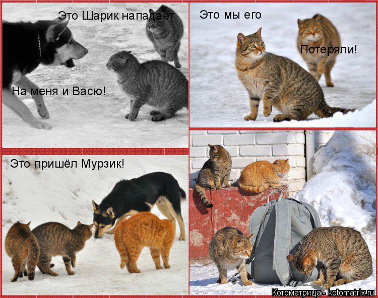 Котоматрица: Это Шарик нападает На меня и Васю! Это мы его  Потеряли! Это пришёл Мурзик!