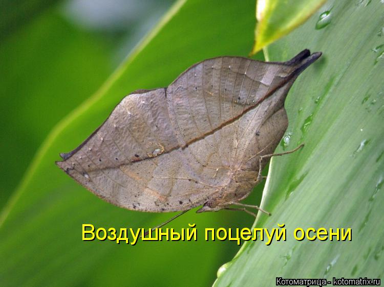 Котоматрица: Воздушный поцелуй осени