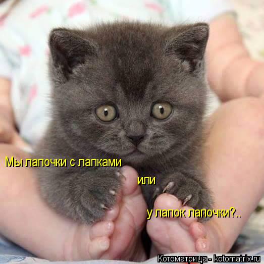 Мы лапочки с лапками или у лапок лапочки?..... Котоматрица: Мы лапочки с лапками или у лапок лапочки?..