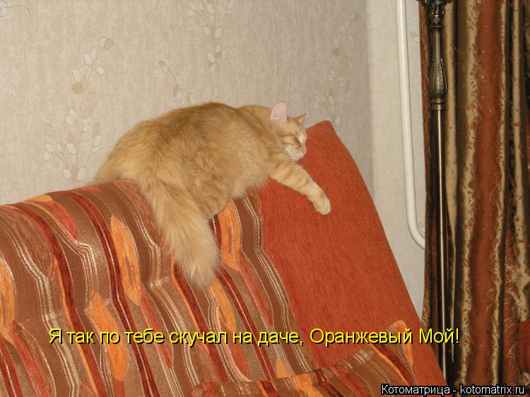 Я так по тебе скучал на даче, Оранжевый Мой!... Котоматрица: Я так по тебе скучал на даче, Оранжевый Мой!