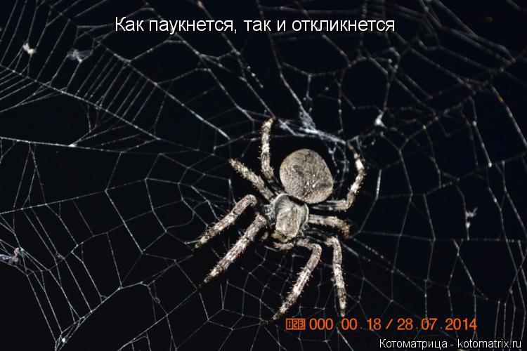 Как паукнется, так и откликнется... Котоматрица: Как паукнется, так и откликнется