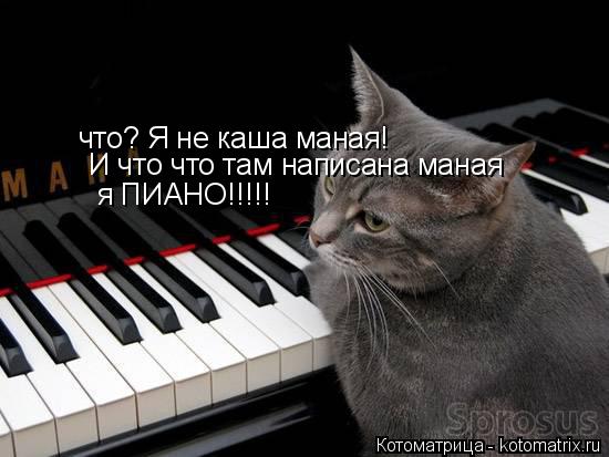 Котоматрица: что? Я не каша маная!  И что что там написана маная  я ПИАНО!!!!!