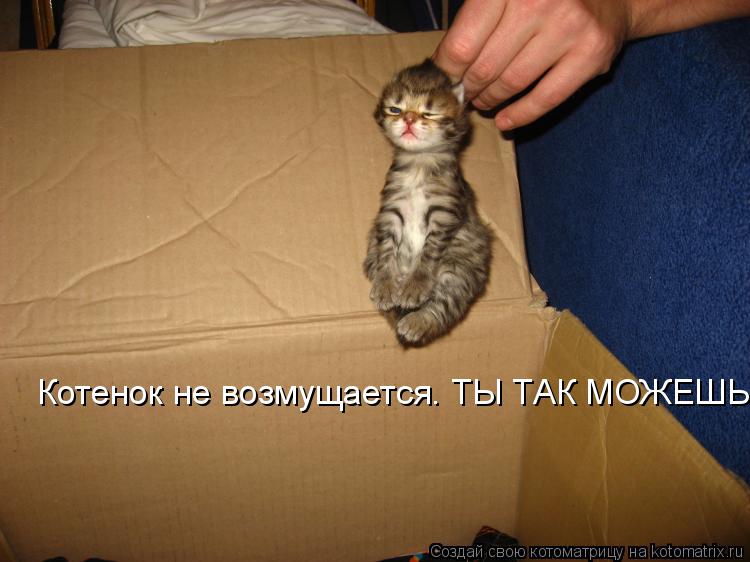 Котенок не возмущается. ТЫ ТАК МОЖЕШЬ?... Котоматрица: Котенок не возмущается. ТЫ ТАК МОЖЕШЬ?