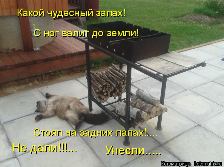 Какой чудесный запах! С ног валит до земли! Стоял на задних лапах!.... Не дали!!!... Унесли........ Котоматрица: Какой чудесный запах! С ног валит до земли! Стоял на задних лапах!.... Не дали!!!... Унесли.....