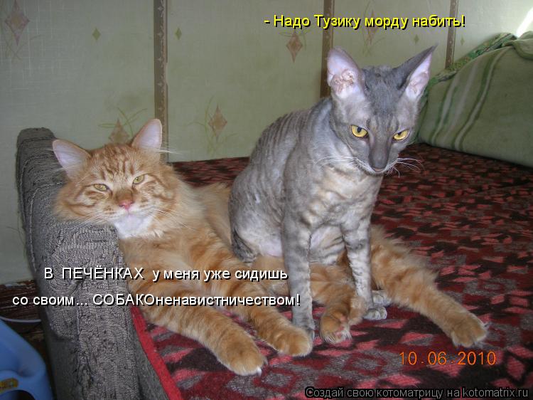 - Надо Тузику морду набить! В ПЕЧЁНКАХ у меня уже сидишь со своим... СОБАКОненавистничеством!... Котоматрица: - Надо Тузику морду набить! В ПЕЧЁНКАХ у меня уже сидишь со своим... СОБАКОненавистничеством!